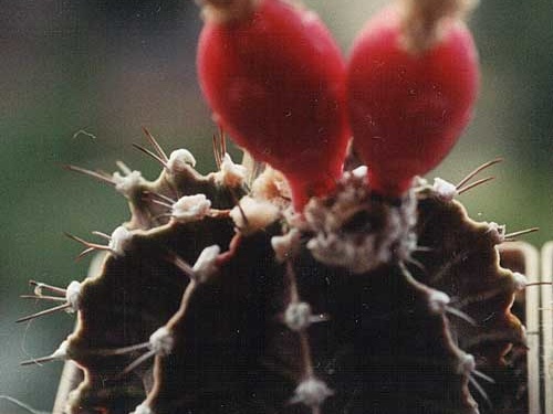 Gymnocalycium friedrichii (3199 відвідувань) Фото и растение Татьяны Кецко (Киев) Gymnocalycium friedrichii