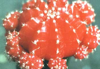 gymnocalycium michanovichii f rubra (1988 відвідувань) gymnocalycium michanovichii f rubra