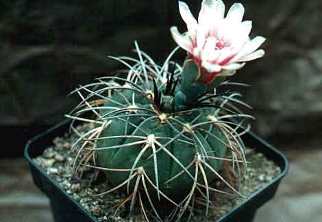 Gymnocalycium horizonthalonium