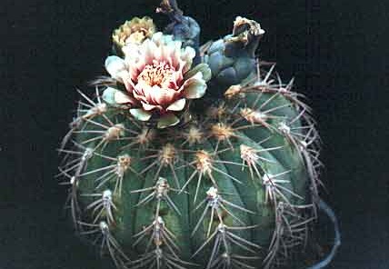 Gymnocalycium spegazzinii