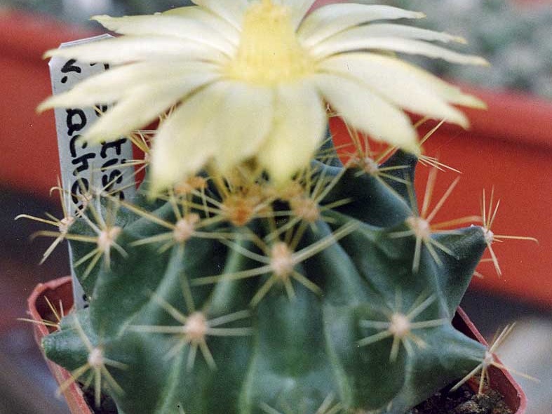 Hamatocactus sinuatus (Ferocactus hamatacanthus) (3924 відвідувань) Фото и растение Александра и Сергея Червинко (Винница) Hamatocactus sinuatus (Ferocactus hamatacanthus)