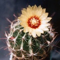 Hamatocactus (Thelocactus) setispinus (3476 відвідувань) Фото и растение Ивановой Елены (Киев) Hamatocactus (Thelocactus) setispinus