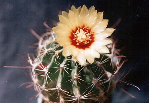 Hamatocactus (Thelocactus) setispinus (3474 відвідувань) Фото и растение Ивановой Елены (Киев) Hamatocactus (Thelocactus) setispinus