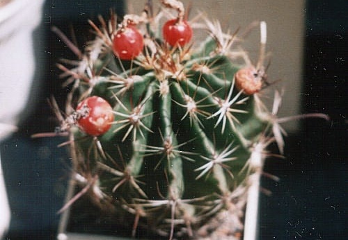 Hamatocactus (Thelocactus) setispinus (3267 відвідувань) Фото и растение Ивановой Елены (Киев) Hamatocactus (Thelocactus) setispinus