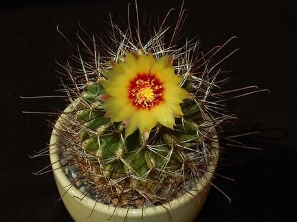 Ph Hamatocactus setispinus VitNat (2180 відвідувань) Ph Hamatocactus setispinus VitNat