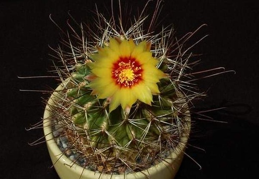 Ph Hamatocactus setispinus VitNat (2176 відвідувань) Ph Hamatocactus setispinus VitNat
