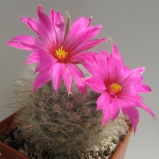 Krainzia Mammillaria guelzowiana (2641 відвідувань) Krainzia Mammillaria guelzowiana