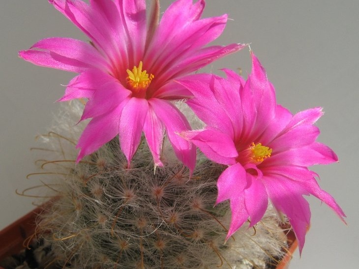 Krainzia Mammillaria guelzowiana (2641 відвідувань) Krainzia Mammillaria guelzowiana