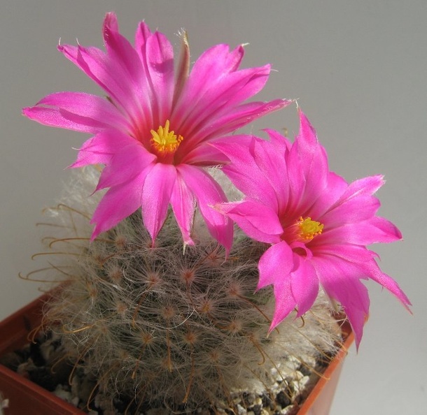 Krainzia__Mammillaria__guelzowiana.jpg