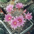 Krainzia (Mammillaria) longiflora (3154 відвідувань) Фото Ивановой Елены (Киев). Растение Татьяны Кецко (Кие... Krainzia (Mammillaria) longiflora
