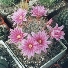 Krainzia (Mammillaria) longiflora (3154 відвідувань) Фото Ивановой Елены (Киев). Растение Татьяны Кецко (Кие... Krainzia (Mammillaria) longiflora