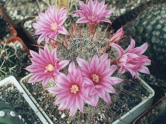 Krainzia (Mammillaria) longiflora (3154 відвідувань) Фото Ивановой Елены (Киев). Растение Татьяны Кецко (Кие... Krainzia (Mammillaria) longiflora