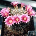 Krainzia (Mammillaria) longiflora (3125 відвідувань) Фото и растение Александра и Сергея Червинко (Винница) Krainzia (Mammillaria) longiflora