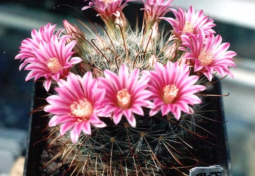 Krainzia (Mammillaria) longiflora (3125 відвідувань) Фото и растение Александра и Сергея Червинко (Винница) Krainzia (Mammillaria) longiflora