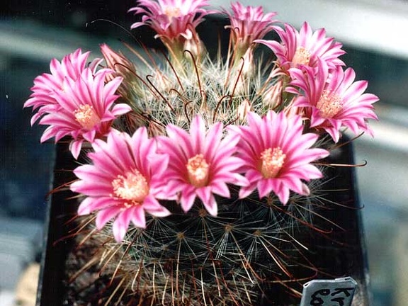 Krainzia (Mammillaria) longiflora (3126 відвідувань) Фото и растение Александра и Сергея Червинко (Винница) Krainzia (Mammillaria) longiflora