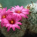 Krainzia (Mammillaria) guelzowiana (3238 відвідувань) Фото и растение Александра и Сергея Червинко (Винница) Krainzia (Mammillaria) guelzowiana