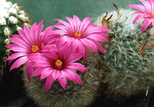 Krainzia (Mammillaria) guelzowiana (3238 відвідувань) Фото и растение Александра и Сергея Червинко (Винница) Krainzia (Mammillaria) guelzowiana