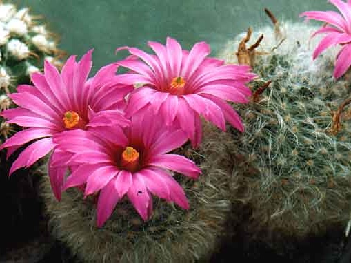 Krainzia (Mammillaria) guelzowiana (3239 відвідувань) Фото и растение Александра и Сергея Червинко (Винница) Krainzia (Mammillaria) guelzowiana