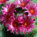 Krainzia (Mammillaria) guelzowiana (3040 відвідувань) Фото и растение Арлена Александровича Буренкова (Киев... Krainzia (Mammillaria) guelzowiana