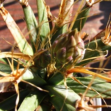 Leuchtenbergia principis 001 (2115 відвідувань) Leuchtenbergia principis 001