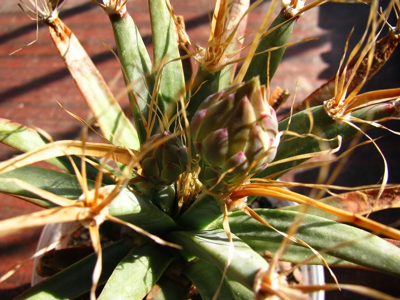 Leuchtenbergia_principis_001.jpg
