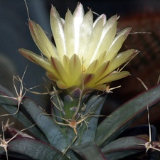 Leuchtenbergia principis 1 (2073 відвідувань) Leuchtenbergia principis 1