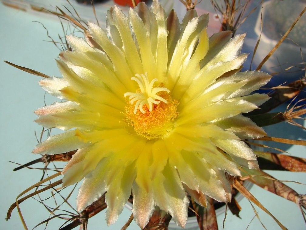 Leuchtenbergia principis flower (2152 відвідувань) Leuchtenbergia principis flower