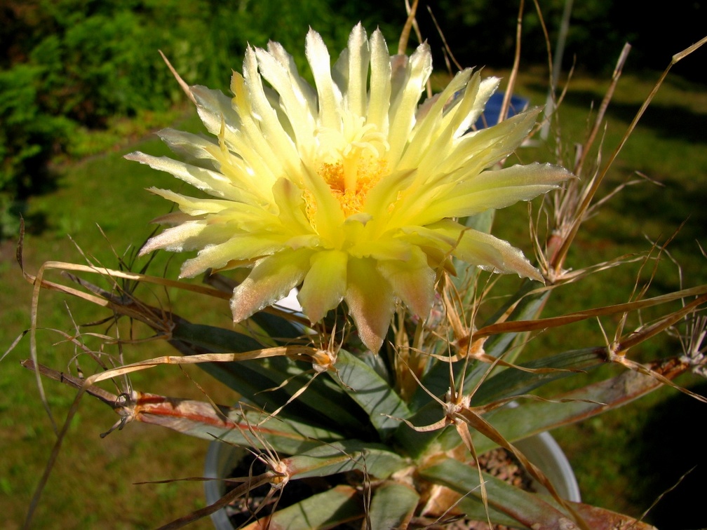 Leuchtenbergia principis flower2 (2115 відвідувань) Leuchtenbergia principis flower2
