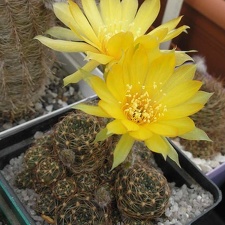 Lobivia arachnacantha Ru FG (2058 відвідувань) Lobivia arachnacantha Ru FG