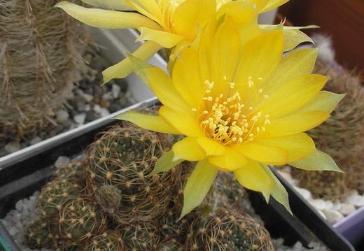 Lobivia arachnacantha Ru FG (2058 відвідувань) Lobivia arachnacantha Ru FG