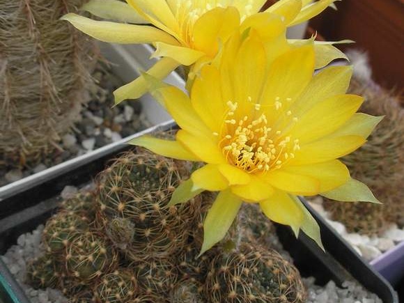 Lobivia arachnacantha Ru FG (2058 відвідувань) Lobivia arachnacantha Ru FG