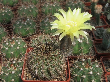 Lobivia aurea (2720 відвідувань) Lobivia aurea