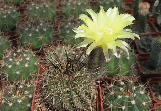 Lobivia aurea (2718 відвідувань) Lobivia aurea