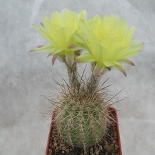 Lobivia aurea v quinesensis (2480 відвідувань) Lobivia aurea v quinesensis