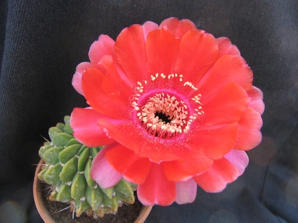 Lobivia cinnabarina (2532 відвідувань) Lobivia cinnabarina
