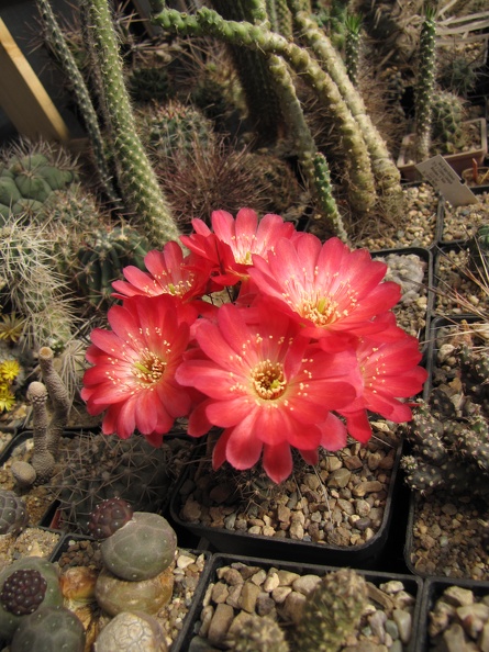 Lobivia_echinata.JPG
