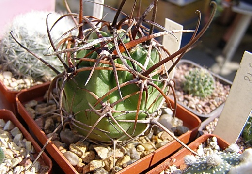 Lobivia ferox (2947 відвідувань) Lobivia ferox