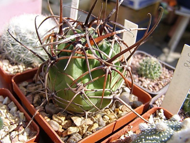 Lobivia ferox (2947 відвідувань) Lobivia ferox