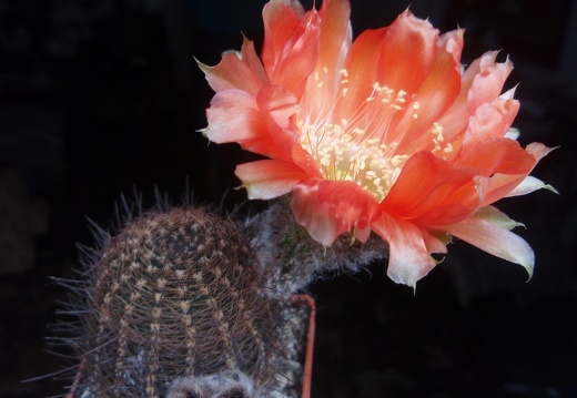 Lobivia haematantha (2217 відвідувань) Lobivia haematantha