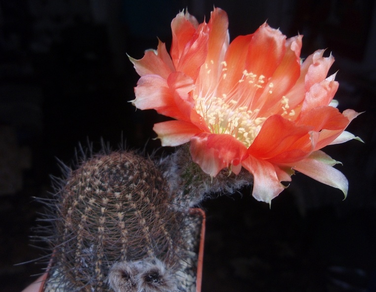 Lobivia_haematantha.jpg