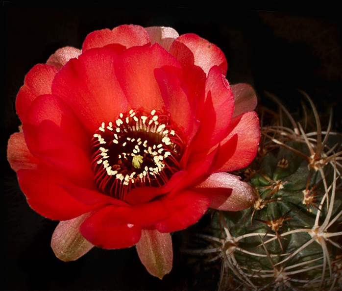 Lobivia_haematantha_P238_Artemiy_winner_april2012.jpg