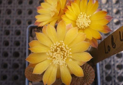 Lobivia pseudoreicheana Gurus FG (1784 відвідувань) Lobivia pseudoreicheana Gurus FG