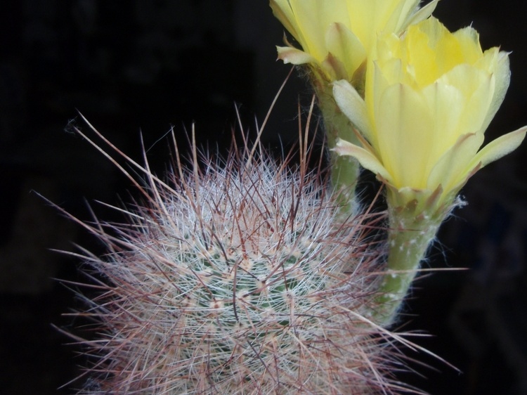 Lobivia rebutioides 001 (1799 відвідувань) Lobivia rebutioides 001