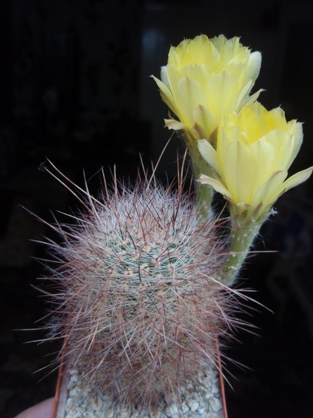 Lobivia_rebutioides_001.jpg