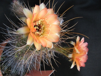 Lobivia rubescens1 (2535 відвідувань) Lobivia rubescens1