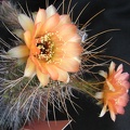 Lobivia_rubescens1.jpg