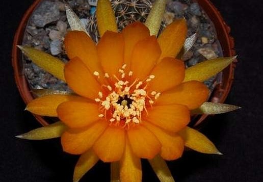 Ph Lobivia arachnacantha VitNat (1858 відвідувань) Ph Lobivia arachnacantha VitNat
