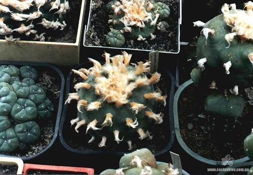 Lophophora diffusa (2324 відвідувань) Растение Червинко Сергея (Винница),
Фото Пикуля Юрия (К... Lophophora diffusa