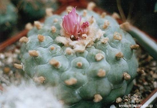 Lophophora frichii (2267 відвідувань) Растение Лавровского Игоря (Киев),
Фото Иванова Владим... Lophophora frichii
