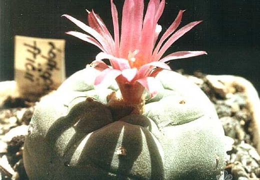 Lophophora fricii (2271 відвідувань) Растение и фото Ивановой Елены (Киев) Lophophora fricii